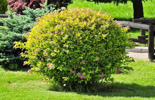 Как подстричь спирею в форме шара. Обрезка спиреи для начинающих – стригите, не бойтесь!