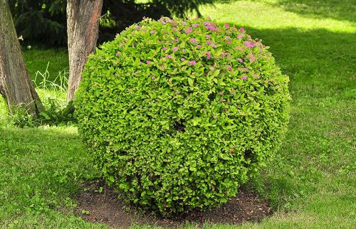 Как подстричь спирею в форме шара. Обрезка спиреи для начинающих – стригите, не бойтесь!