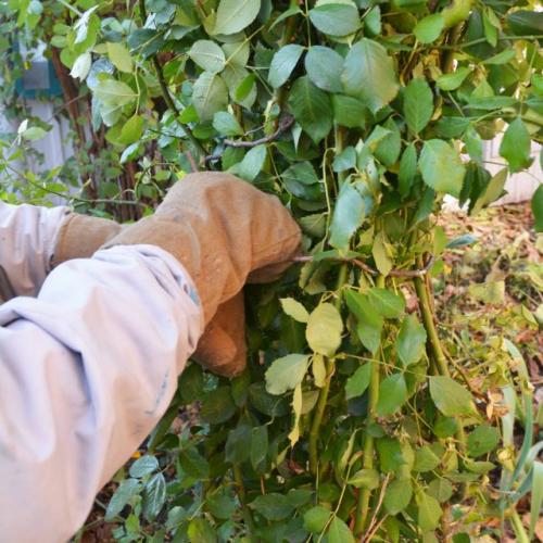 Какие сорта плодовых деревьев лучше сажать осенью