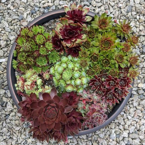 Что посадить возле дома. Деревья возле дома — виды которые можно и нельзя сажать. 100 фото лучших вариантов для посадки 24 Что посадить возле дома. Деревья возле дома — виды которые можно и нельзя сажать. 100 фото лучших вариантов для посадки 24