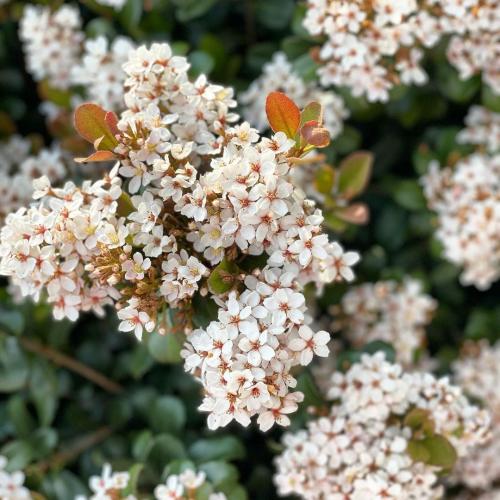 Что посадить возле дома. Деревья возле дома — виды которые можно и нельзя сажать. 100 фото лучших вариантов для посадки 21 Что посадить возле дома. Деревья возле дома — виды которые можно и нельзя сажать. 100 фото лучших вариантов для посадки 21