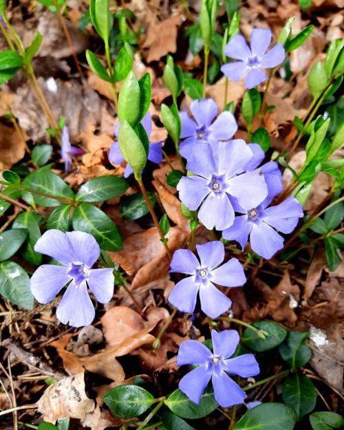 Что посадить возле дома. Деревья возле дома — виды которые можно и нельзя сажать. 100 фото лучших вариантов для посадки 22 Что посадить возле дома. Деревья возле дома — виды которые можно и нельзя сажать. 100 фото лучших вариантов для посадки 22