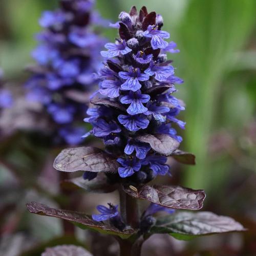 Что посадить возле дома. Деревья возле дома — виды которые можно и нельзя сажать. 100 фото лучших вариантов для посадки 25 Что посадить возле дома. Деревья возле дома — виды которые можно и нельзя сажать. 100 фото лучших вариантов для посадки 25