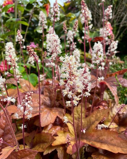 Что посадить возле дома. Деревья возле дома — виды которые можно и нельзя сажать. 100 фото лучших вариантов для посадки 17 Что посадить возле дома. Деревья возле дома — виды которые можно и нельзя сажать. 100 фото лучших вариантов для посадки 17