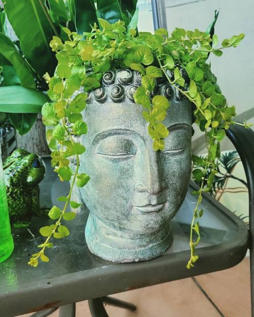 Что посадить возле дома. Деревья возле дома — виды которые можно и нельзя сажать. 100 фото лучших вариантов для посадки 18 Что посадить возле дома. Деревья возле дома — виды которые можно и нельзя сажать. 100 фото лучших вариантов для посадки 18