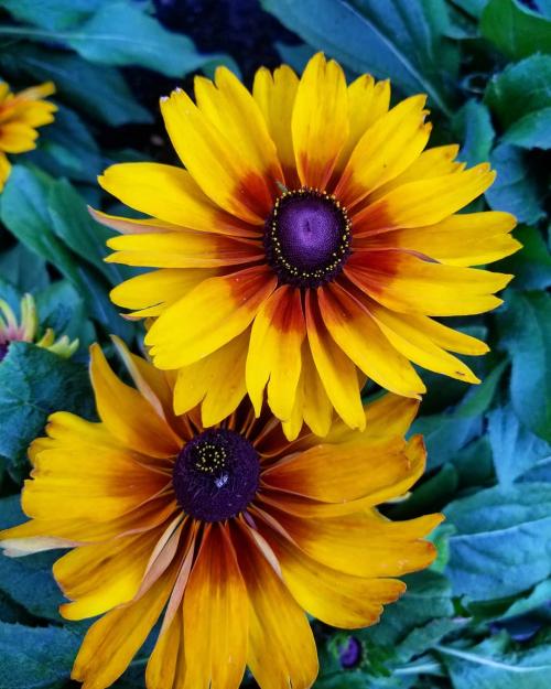 Что посадить возле дома. Деревья возле дома — виды которые можно и нельзя сажать. 100 фото лучших вариантов для посадки 20 Что посадить возле дома. Деревья возле дома — виды которые можно и нельзя сажать. 100 фото лучших вариантов для посадки 20