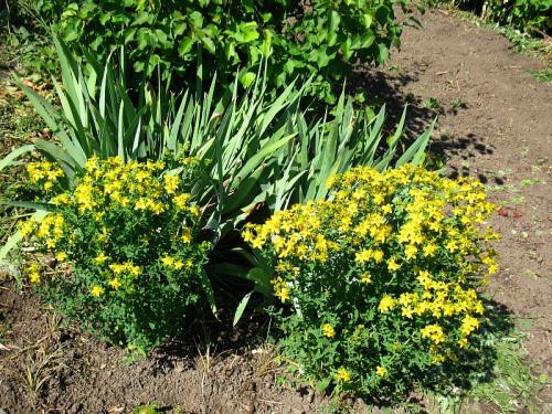 Какие деревья-защитники надо сажать у дома по приметам. Народные приметы: какие деревья нельзя сажать во дворе и почему? 09 Какие деревья-защитники надо сажать у дома по приметам. Народные приметы: какие деревья нельзя сажать во дворе и почему? 09