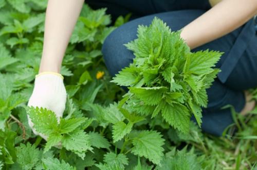 Какие деревья-защитники надо сажать у дома по приметам. Народные приметы: какие деревья нельзя сажать во дворе и почему? 12 Какие деревья-защитники надо сажать у дома по приметам. Народные приметы: какие деревья нельзя сажать во дворе и почему? 12