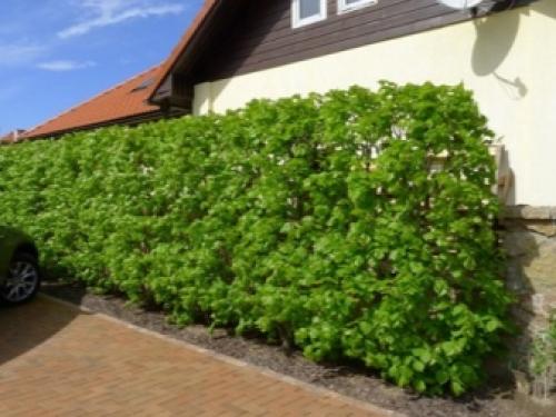 Какие деревья-защитники надо сажать у дома по приметам. Народные приметы: какие деревья нельзя сажать во дворе и почему? 19 Какие деревья-защитники надо сажать у дома по приметам. Народные приметы: какие деревья нельзя сажать во дворе и почему? 19