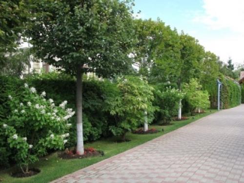 Какие деревья-защитники надо сажать у дома по приметам. Народные приметы: какие деревья нельзя сажать во дворе и почему? 18 Какие деревья-защитники надо сажать у дома по приметам. Народные приметы: какие деревья нельзя сажать во дворе и почему? 18