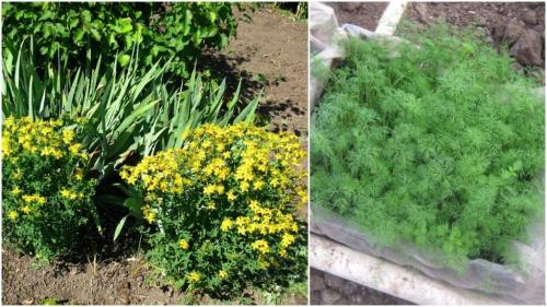 Какие деревья-защитники надо сажать у дома по приметам. Народные приметы: какие деревья нельзя сажать во дворе и почему? 08 Какие деревья-защитники надо сажать у дома по приметам. Народные приметы: какие деревья нельзя сажать во дворе и почему? 08