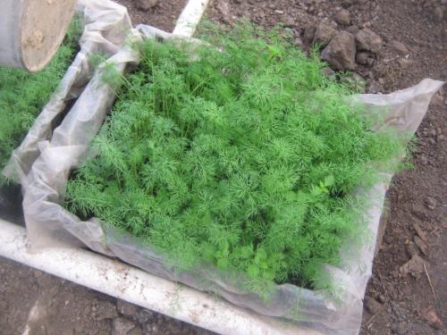 Какие деревья-защитники надо сажать у дома по приметам. Народные приметы: какие деревья нельзя сажать во дворе и почему? 10 Какие деревья-защитники надо сажать у дома по приметам. Народные приметы: какие деревья нельзя сажать во дворе и почему? 10