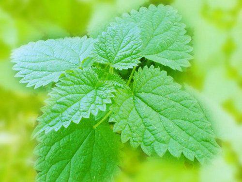 Какие деревья-защитники надо сажать у дома по приметам. Народные приметы: какие деревья нельзя сажать во дворе и почему? 24 Какие деревья-защитники надо сажать у дома по приметам. Народные приметы: какие деревья нельзя сажать во дворе и почему? 24