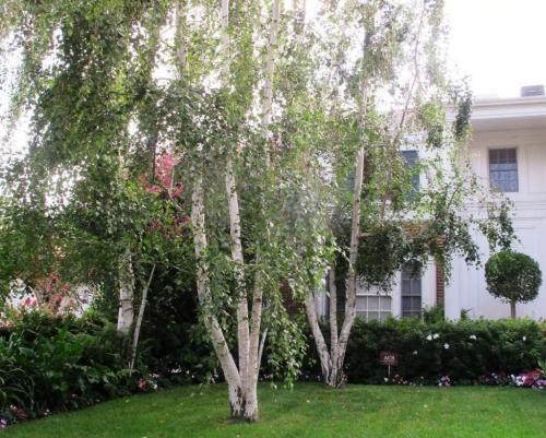 Какие деревья-защитники надо сажать у дома по приметам. Народные приметы: какие деревья нельзя сажать во дворе и почему? 13 Какие деревья-защитники надо сажать у дома по приметам. Народные приметы: какие деревья нельзя сажать во дворе и почему? 13