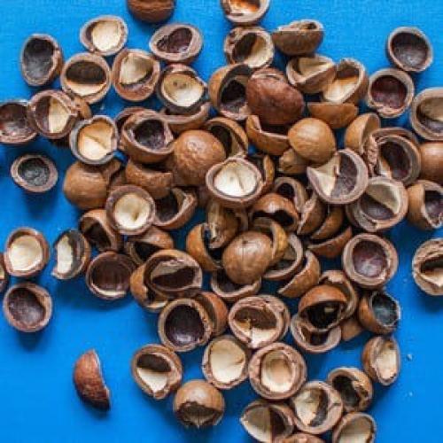 Макадамия в скорлупе. В промышленности