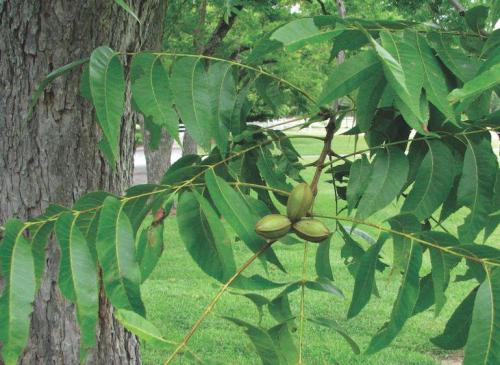 Пекан в скорлупе. Описание