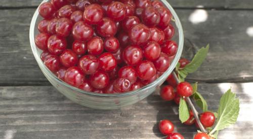 Как выглядит войлочная вишня. Характеристика растения 04 Как выглядит войлочная вишня. Характеристика растения 04