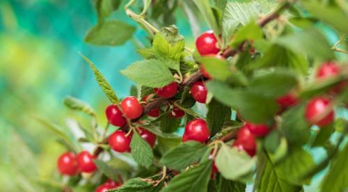 Как выглядит войлочная вишня. Характеристика растения 03 Как выглядит войлочная вишня. Характеристика растения 03