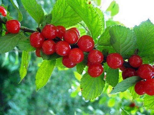 Как выглядит войлочная вишня. Характеристика растения 02 Как выглядит войлочная вишня. Характеристика растения 02