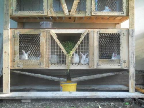 Крольчатник своими руками чертежи. Крольчатник своими руками: лучшие схемы, чертежи с фото, готовая инструкция постройки, выбор места крольчатника (полезные советы)