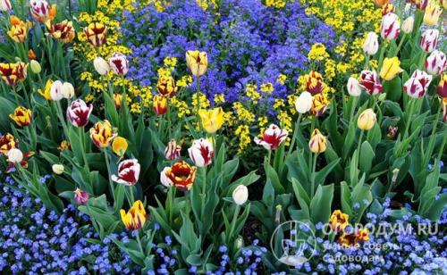 Схемы клумб для начинающих. Подбор растений