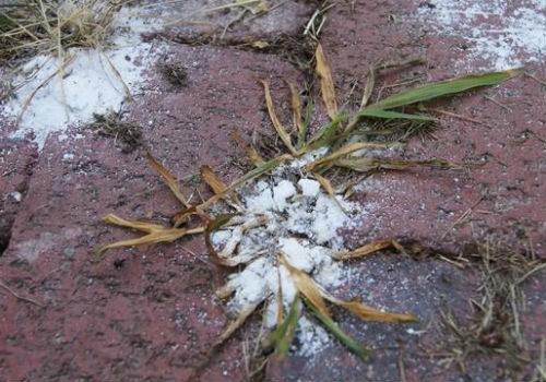 Уксус и соль от сорняков рецепт. Воздействие уксуса и соли на сорняки