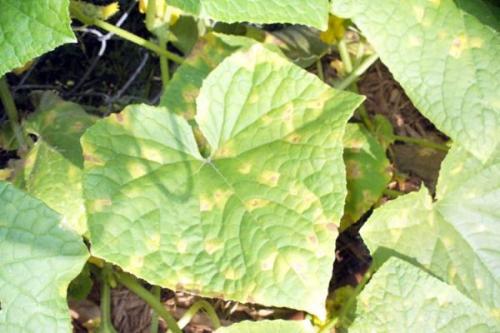 Сода и уксус от сорняков. Уксус и сода против сорняков и вредителей