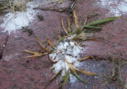 Уксусная кислота и соль от сорняков. Воздействие уксуса и соли на сорняки