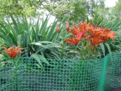 Палисадник из сетки. Как правильно покрасить решётку 14 Палисадник из сетки. Как правильно покрасить решётку 14