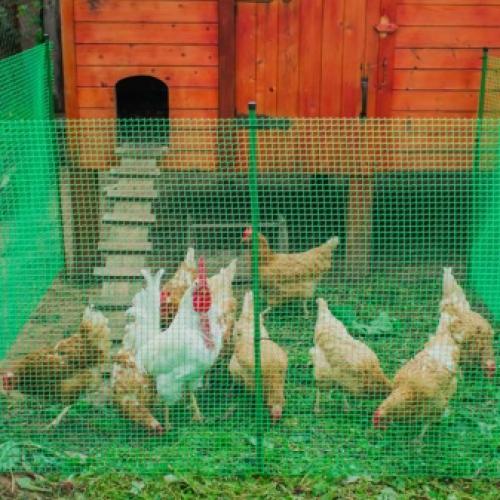 Палисадник из сетки. Как правильно покрасить решётку 05 Палисадник из сетки. Как правильно покрасить решётку 05