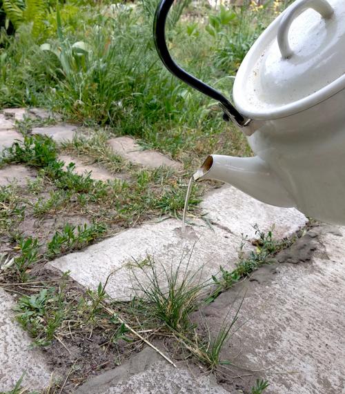 Приготовление уксусного раствора от сорняков. Воздействие уксуса и соли на сорняки 08