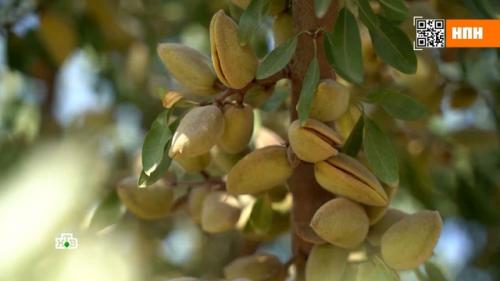 15 ЛУЧШИХ видов орехов. Заработать на орехи 19