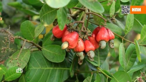 15 ЛУЧШИХ видов орехов. Заработать на орехи 20