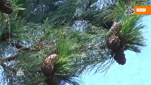 15 ЛУЧШИХ видов орехов. Заработать на орехи 22