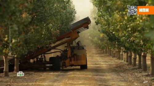 15 ЛУЧШИХ видов орехов. Заработать на орехи 21