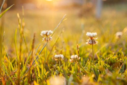 Улучшай свой газон с помощью семян с цветочками 04 Улучшай свой газон с помощью семян с цветочками 04