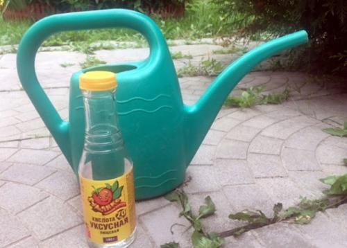 Сорняки вянут от раствора уксуса и мыла. Преимущества и недостатки борьбы с сорняками уксусом и солью