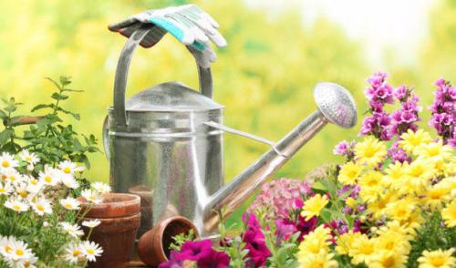 Какие растения наиболее подходящие для мавританского газона