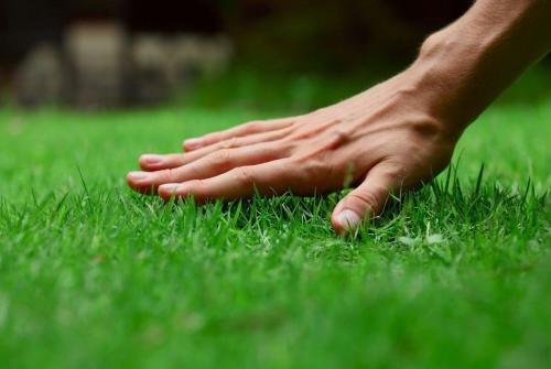 Какие сорта семян цветущего газона наиболее популярны