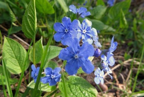 1. Суккуленты