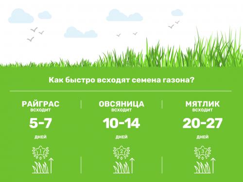 Какие сорта семян цветущего газона наиболее популярны