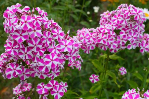 Газон или цветочная полянка: какой лучше выбрать для своего дома 08 Газон или цветочная полянка: какой лучше выбрать для своего дома 08