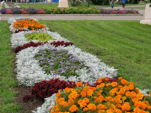 Пересадка цветов на газон: простой способ создать клумбы