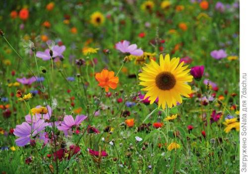 Как правильно высадить растения в клумбе на газон. Накроем поляну, или Газонные цветочные смеси для вашего сада