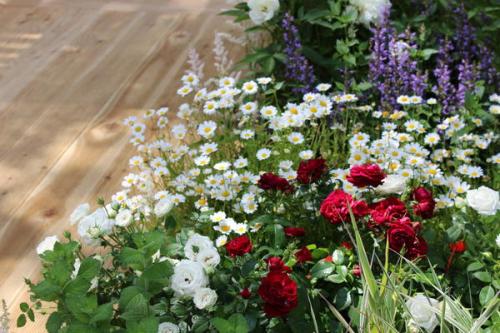 Какие цвета цветов лучше всего сочетаются между собой в газоне. Всё по кругу: как правильно сочетать цвета в миксбордере