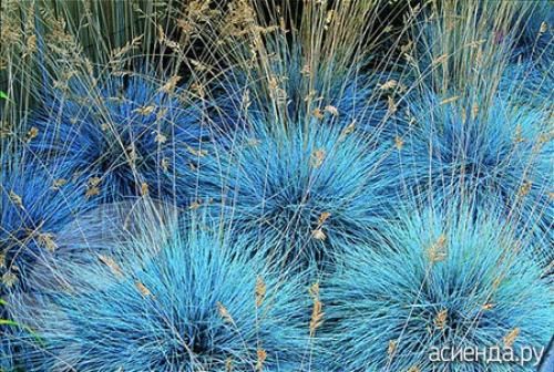 Какие виды травы лучше всего растут на влажных участках