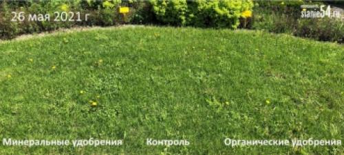 Уход за газонной травой с цветами: советы и рекомендации 17 Уход за газонной травой с цветами: советы и рекомендации 17