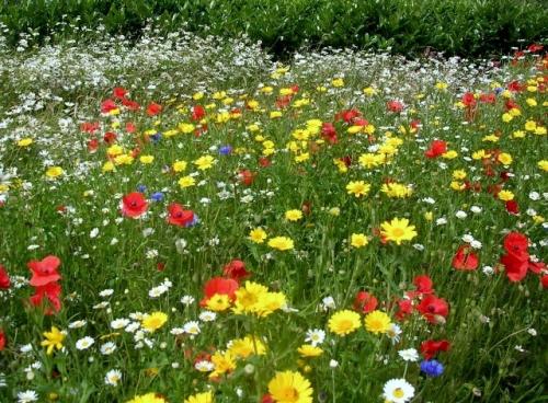 Какие факторы следует учитывать при выборе низкорослых многолетников для газона. Многолетние травы для различных газонов