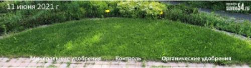 Уход за газонной травой с цветами: советы и рекомендации 18 Уход за газонной травой с цветами: советы и рекомендации 18