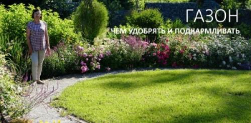 Какие растения можно использовать для создания эстетичного газона с цветами